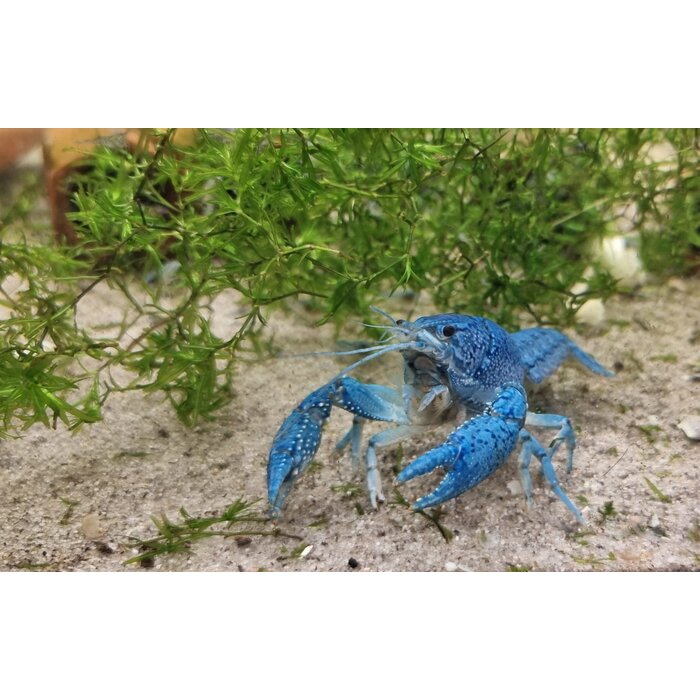 Onlineaquarium spullen Blauer Floridakrebs