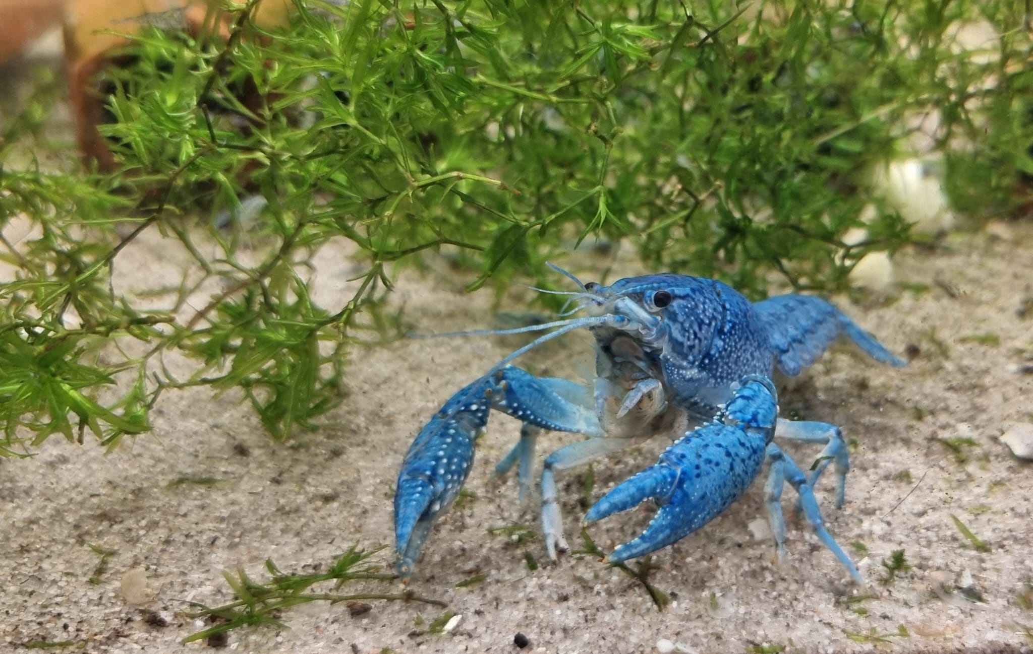 Onlineaquarium spullen Blauwe Florida kreeft