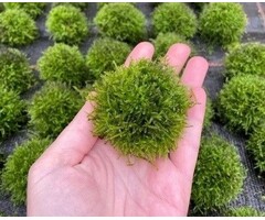 Javamoos auf Lavastein