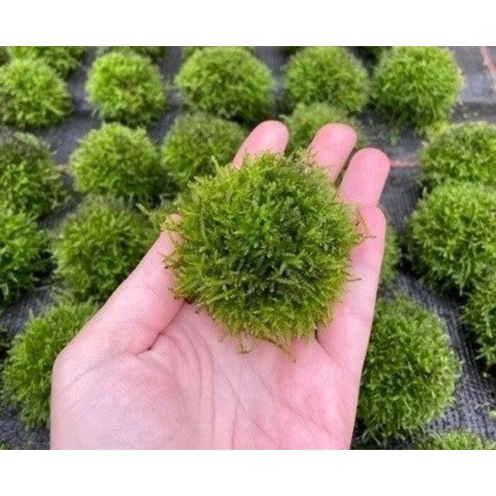 Java moss on lava rock