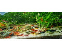 Onlineaquarium spullen Neocaridina uitgeselecteerde mix - groep van 10