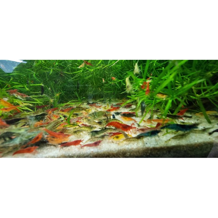 Onlineaquarium spullen Neocaridina uitgeselecteerde mix - groep van 10