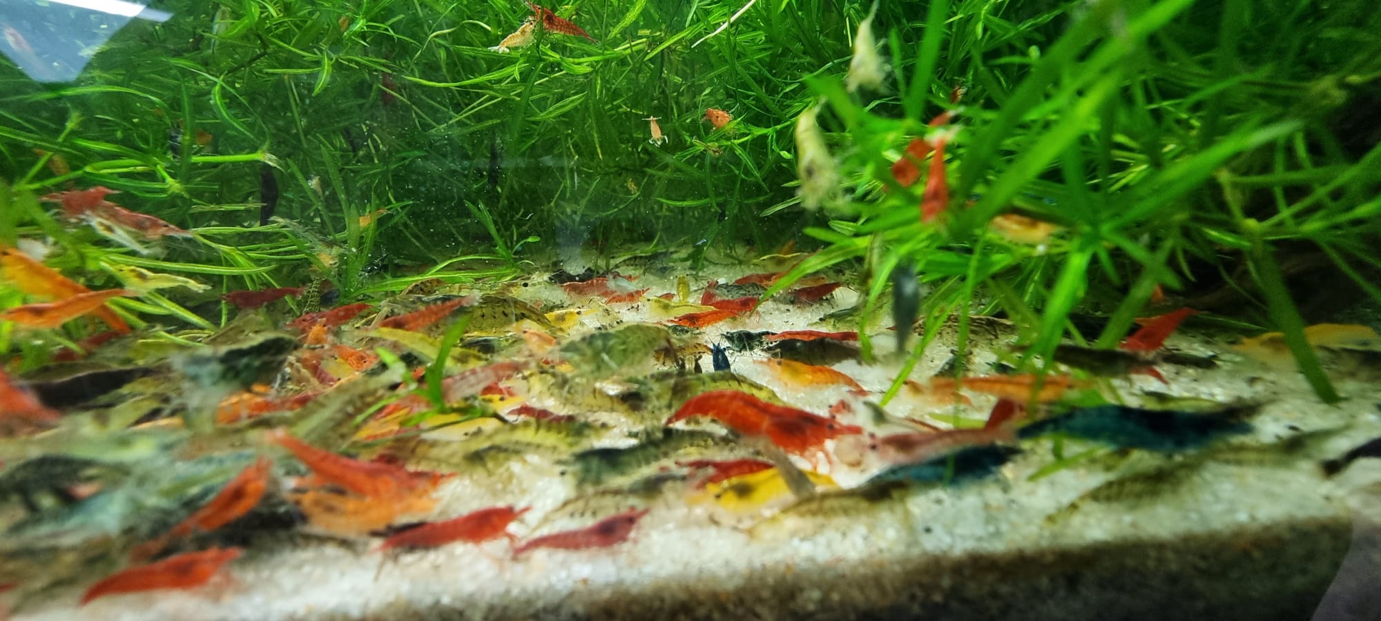 Onlineaquarium spullen Neocaridina uitgeselecteerde mix - groep van 10