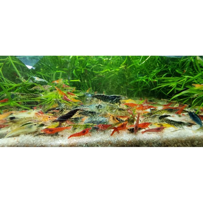 Onlineaquarium spullen Neocaridina uitgeselecteerde mix - groep van 10