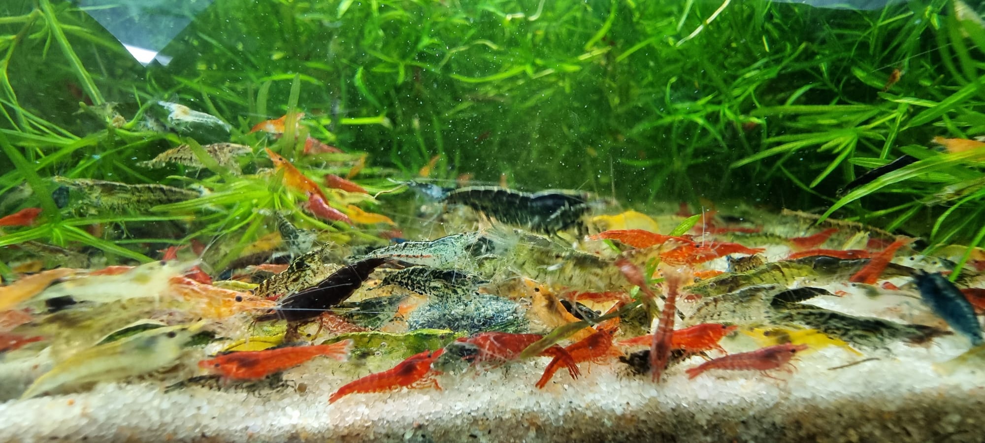 Onlineaquarium spullen Neocaridina uitgeselecteerde mix - groep van 10