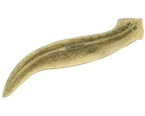 Controlling planaria in an aquarium