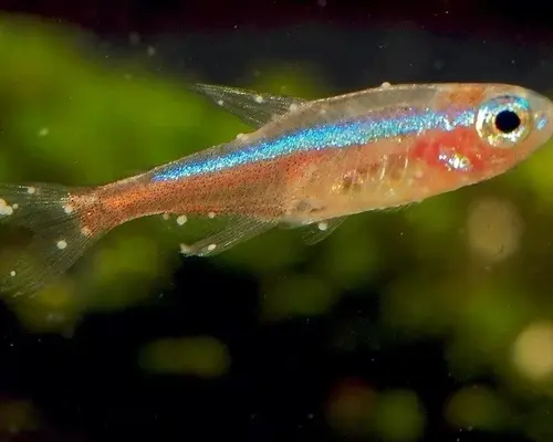 White spots on fish. What can I do about it?