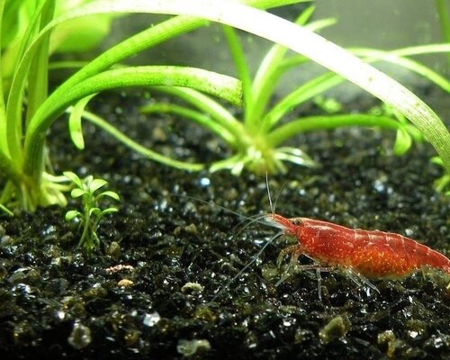 Garnelen im Aquarium halten