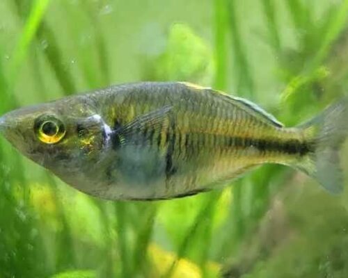 Huid- en kieuwwormen bij vissen. Wat kan ik eraan doen?