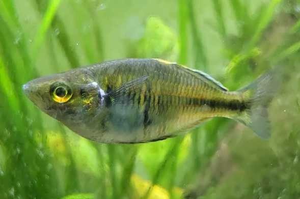 Huid- en kieuwwormen bij vissen. Wat kan ik eraan doen?