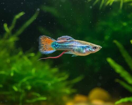 Behandeling van Schadelijke Wormen in je Aquarium