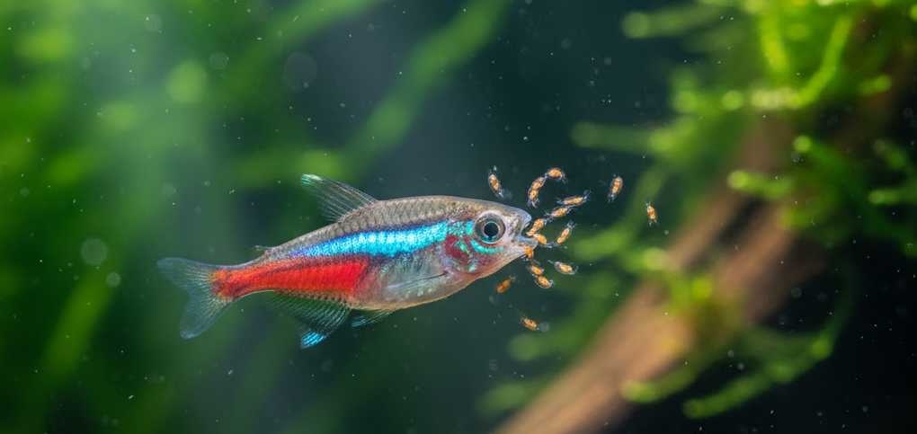 levende artemia voor aquarium vissen