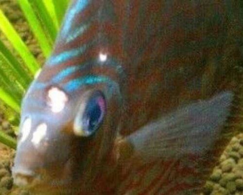 Flagellaten bij Aquarium Vissen Bestrijden