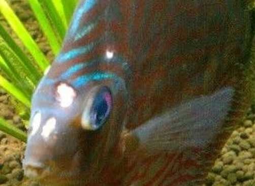 Flagellaten bij Aquarium Vissen Bestrijden