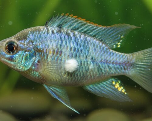 Schimmel bij Vissen: Herkennen, Voorkomen en Genezen