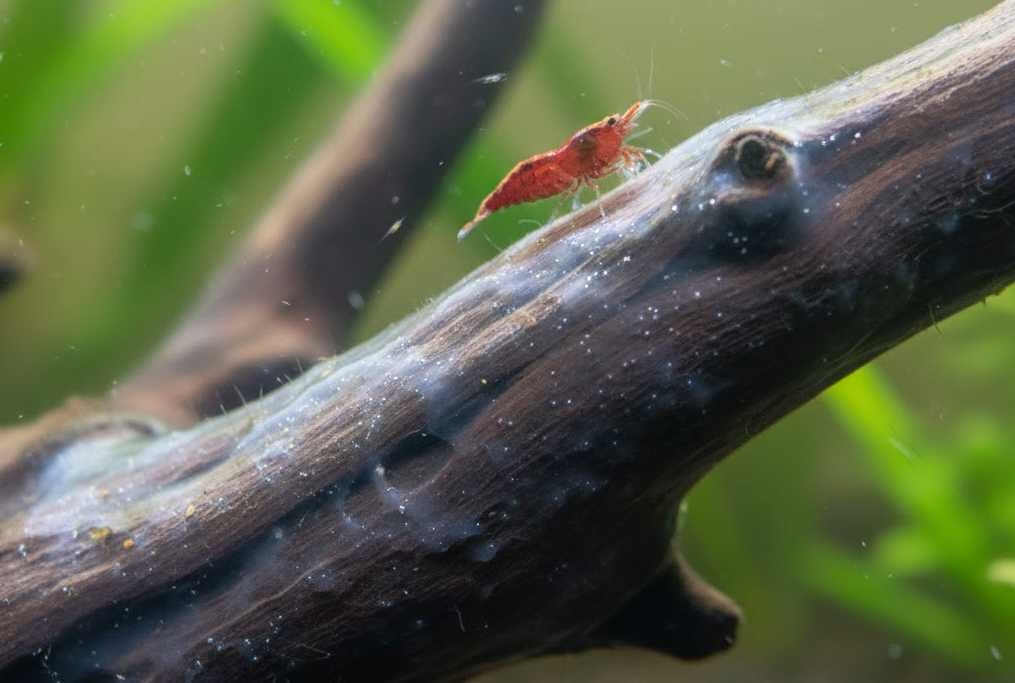Biofilm op hout in aquarium