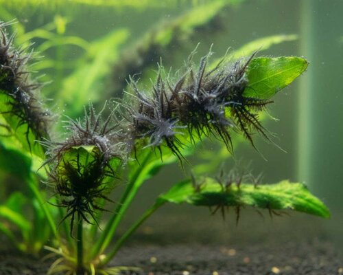 Baardalg (Penseelalg) Bestrijden: De Ultieme Gids