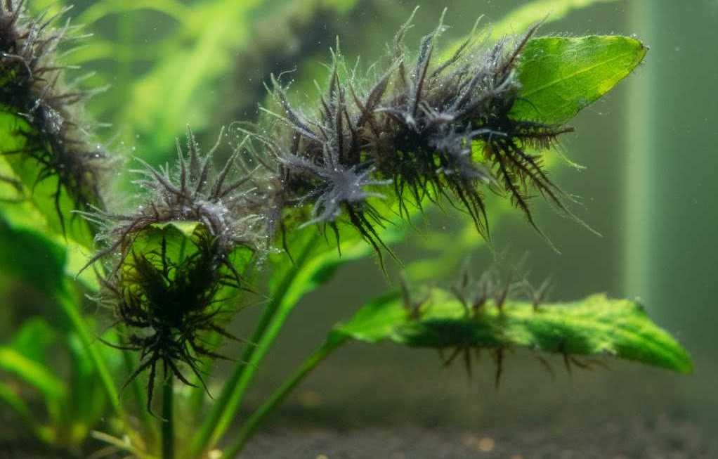 Baardalg in aquarium