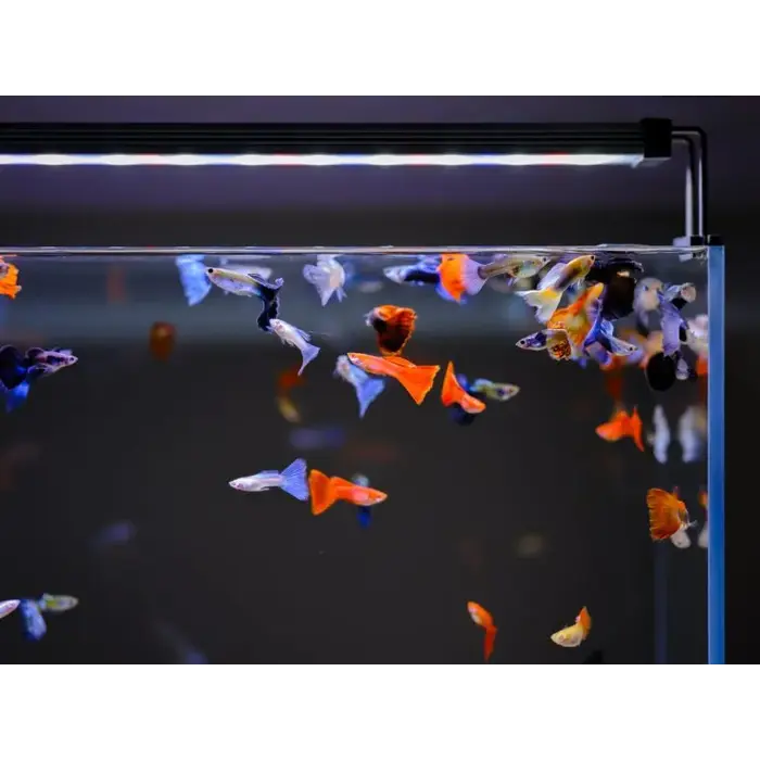 Twinstar Twinstar B-line 30B III