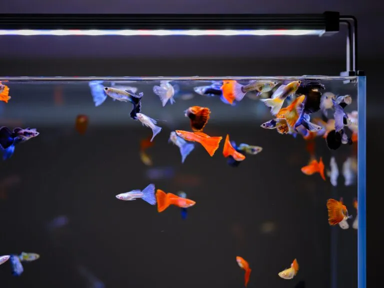 Twinstar Twinstar B-line 90B III