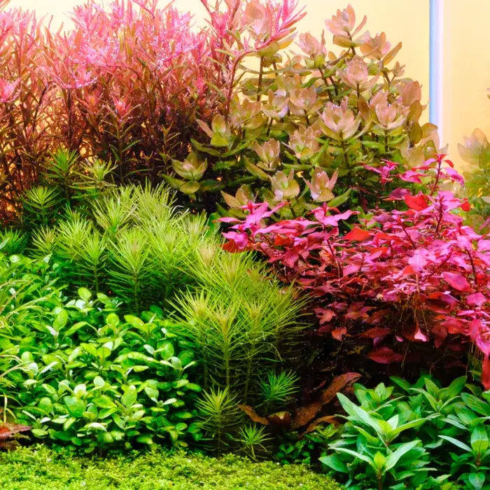 Twinstar Twinstar E-line V 600EA