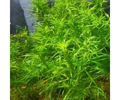 Onlineaquarium spullen Najas guadalupensis 'Guppy Gras'