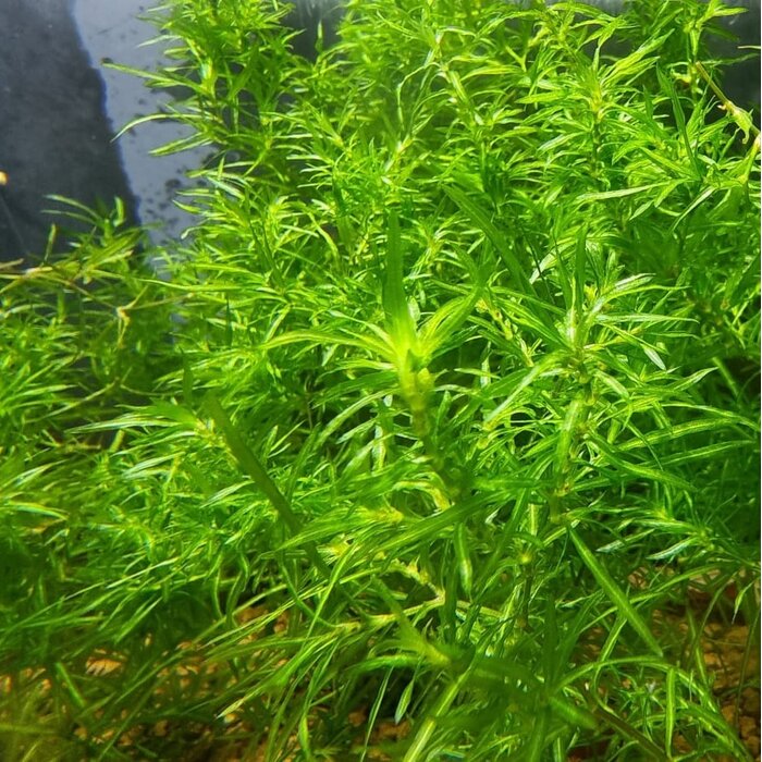 Onlineaquarium spullen Najas guadalupensis 'Guppy Gras'