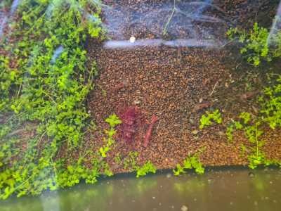 OAS Rode Bieten Sticks