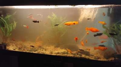 HS Aqua filterwatten