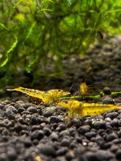 Tangerine tiger garnalen