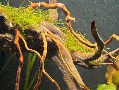 Koraalmos in aquarium