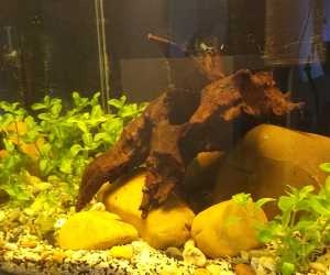 Bumblebee Boulder stenen in aquarium