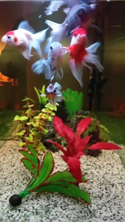 SuperFish Easy Plant Zijde