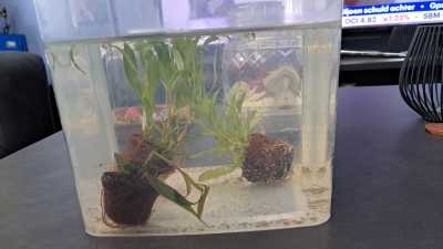 Hygrophila Siamensis 53B