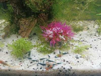 Garnalenvoer - Dillesticks