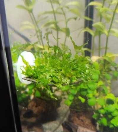 Mos ledge bevestigd aan aquarium ruit