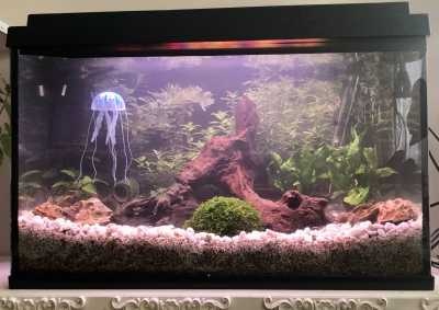 Kienhout in aquarium