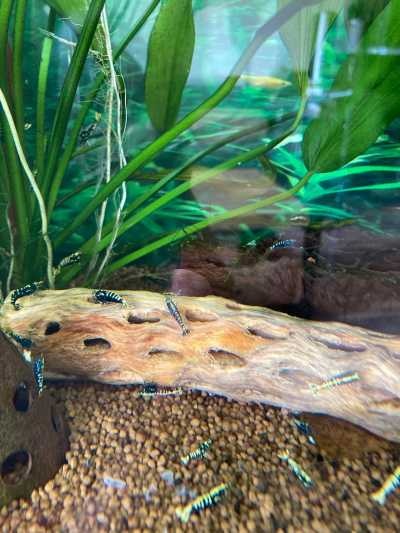 Chollawood in aquarium