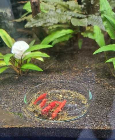 Voederschaal in aquarium