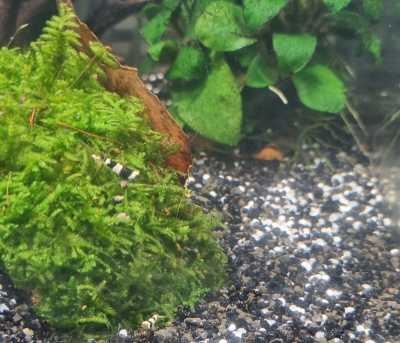 Crystal-black-garnaal