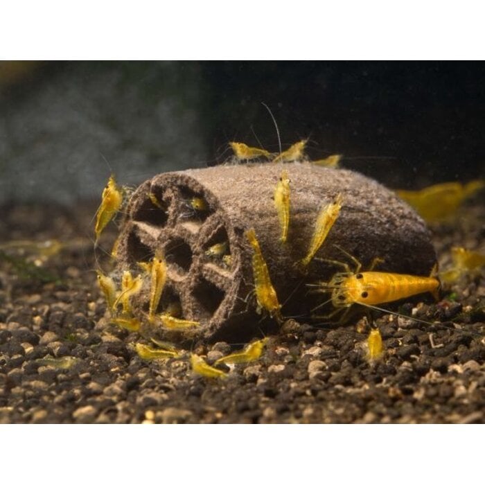 GlasGarten GlasGarten Crispy Caves Baby