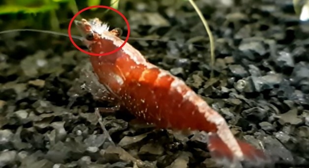 Scutariella japonica bij een garnaal