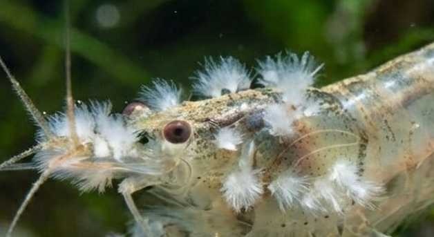 Vorticella bij een garnaal