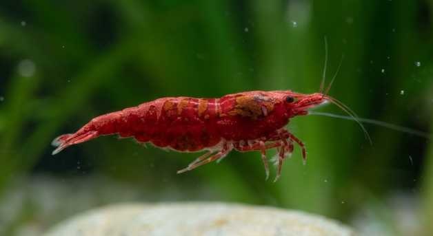 Garnaal met roestziekte