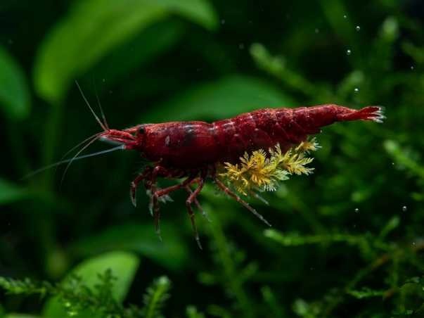 Garnaal met Cladogonium ogishimae: felgroene tot geelachtige vederachtige pluizen onder de buik.