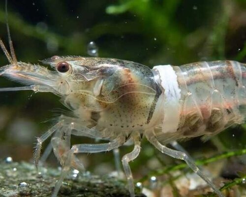 Veelvoorkomende ziektes bij aquarium garnalen