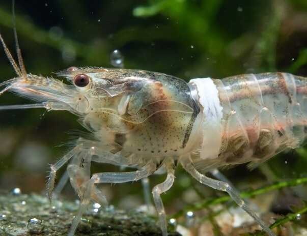 Veelvoorkomende ziektes bij aquarium garnalen