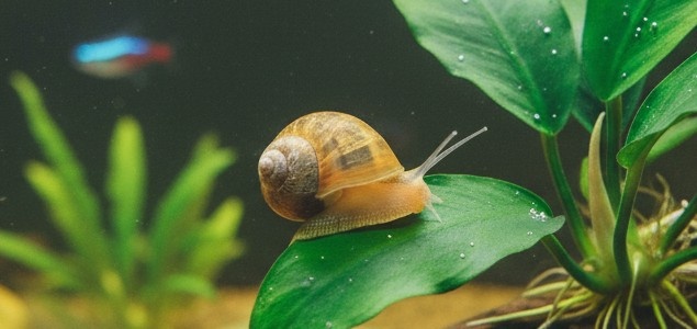 Foto van Blaashoornslak in een aquarium