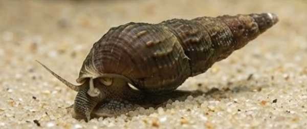 Foto van Maleisische torenslak (Melanoides tuberculata) in een aquarium
