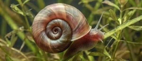 Foto van posthoornslak in een aquarium